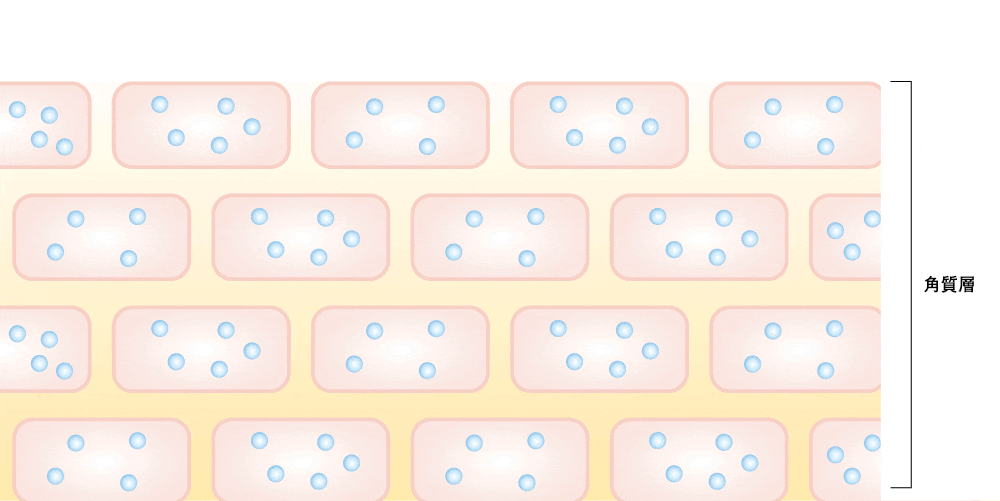 ハトムギ保湿ジェルは「水のベール」を形成し、水分を徐々に放出