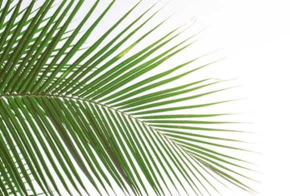 夏のイメージ画像