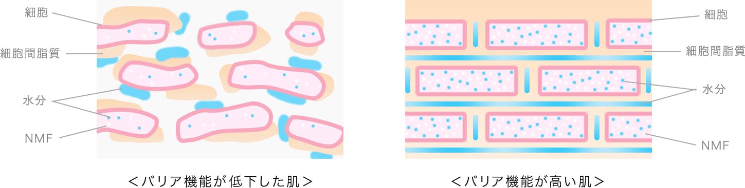 バリア機能が低下した肌と高い肌の角層の違い（細胞、細胞間脂質、水分、NMF）