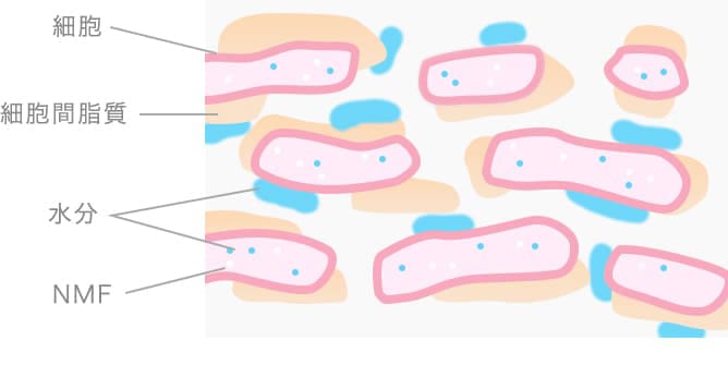 バリア機能が低下した肌と高い肌の角層の違い（細胞、細胞間脂質、水分、NMF）
