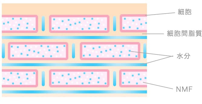 バリア機能が低下した肌と高い肌の角層の違い（細胞、細胞間脂質、水分、NMF）